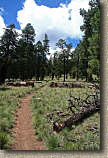 images/Trails/AZ06/AZ06-Flagstaff-1AUG06-23.jpg