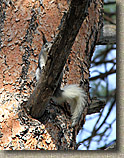 AZ 2010 - Rainbow Rim Trail