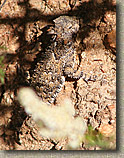 images/Trails/BlackMTN/BlackMt-PamoValley-22MAY05-HornyToadLizard.jpg