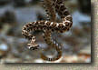 Baby Rattlesnake