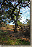 The Crestridge Ecological Reserve Area