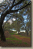 The Crestridge Ecological Reserve Area