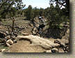 Bookcliffs in Fruita Pciture