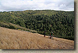 Golden Eagle Trail