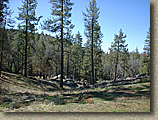 Idyllwild-22MAR03-01.JPG (102513 bytes)