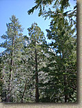 Idyllwild-22MAR03-09-ErnieMaxTrail.JPG (124756 bytes)