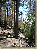 Idyllwild-22MAR03-11-ErnieMaxTrail.JPG (128176 bytes)