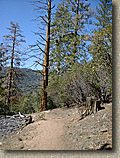 Idyllwild-22MAR03-12-ErnieMaxTrail.JPG (122871 bytes)