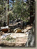 Idyllwild-22MAR03-18-ErnieMaxTrail.JPG (131936 bytes)