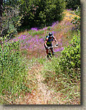 images/Trails/Idyllwild/Idyllwild-5JUN05-Pub-20.jpg