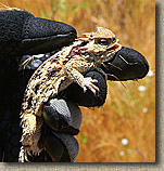 images/Trails/Idyllwild/Idyllwild-5JUN05-Pub-23.jpg