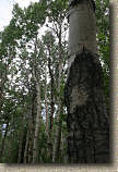 images/Trails/LakeTahoe/Tahoe-09JUL05-MartlettLake-Aspens-01.jpg