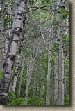 images/Trails/LakeTahoe/Tahoe-09JUL05-MartlettLake-Aspens-02.jpg