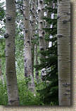 images/Trails/LakeTahoe/Tahoe-09JUL05-MartlettLake-Aspens-04.jpg