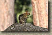 images/Trails/LakeTahoe/Tahoe-Chipmonks-8JUL05-09.jpg