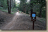 Mt Pinos Trails