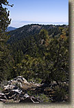 Mt Pinos Trails