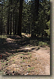 Mt Pinos Trails