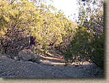 Palm Canyon Pinyon Flats Loop