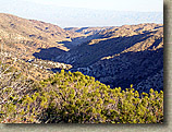 Palm Canyon Pinyon Flats Loop