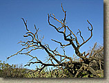 Palm Canyon Pinyon Flats Loop