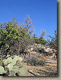 Palm Canyon Pinyon Flats Loop