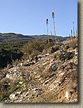 Palm Canyon Pinyon Flats Loop