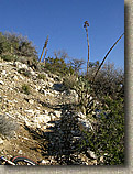 Palm Canyon Pinyon Flats Loop