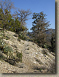 Palm Canyon Pinyon Flats Loop