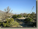 Palm Canyon Pinyon Flats Loop