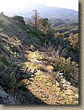 Palm Canyon Pinyon Flats Loop