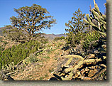 Palm Canyon Pinyon Flats Loop