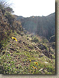 Palm Canyon Pinyon Flats Loop