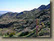 PalmSpringsGoatTrails-15JAN05-WP23-WildHorseBottom-02.JPG (171775 bytes)