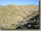 Palm Canyon Pinyon Flats Loop