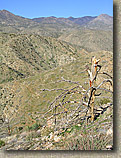 Palm Canyon Pinyon Flats Loop