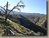 Palm Canyon Pinyon Flats Loop