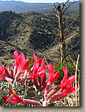 Palm Canyon Pinyon Flats Loop