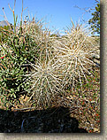 Palm Canyon Pinyon Flats Loop