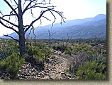 Palm Canyon Pinyon Flats Loop