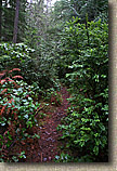 Banner Forest