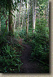 Banner Forest