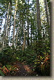 Banner Forest