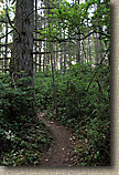 Banner Forest 2010