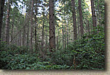 Banner Forest 2010