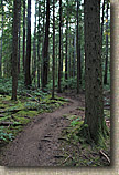 Banner Forest 2010