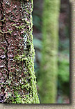 Cranberry Lake Area of Anacortes