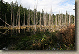 Cranberry Lake Area of Anacortes