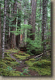 Lower Dungeness and Gold Creek Trails