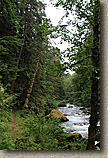 Lower Dungeness and Gold Creek Trails